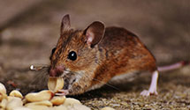 24 Hour & Emergency Exterminators in Gratiot, OH